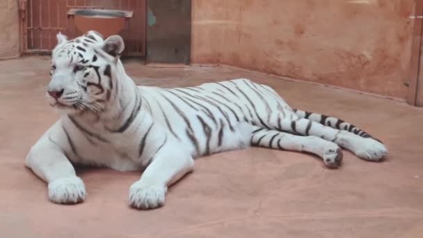 Verbazingwekkende witte tijger wassen zijn vacht met zijn tong. - Video