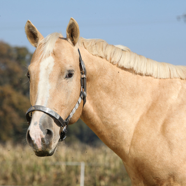 schönes Palomino Pferd, das dich ansieht - Foto, Bild