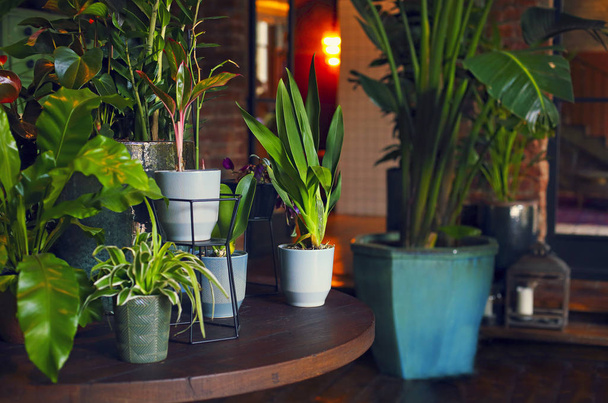 Növények különböző zöld növények elhelyezett fa asztalra hangulatos szobában otthon - Fotó, kép