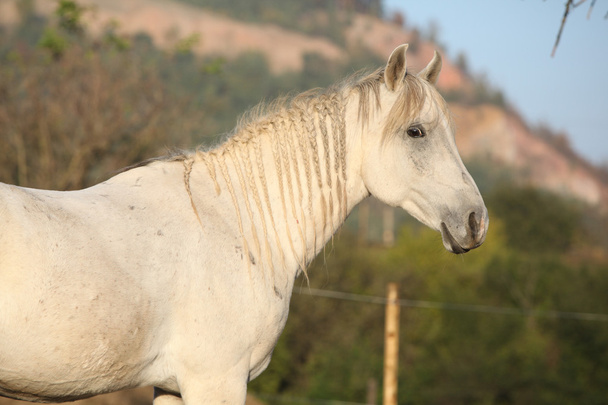 pięknych koni arabskich w jesieni - Zdjęcie, obraz