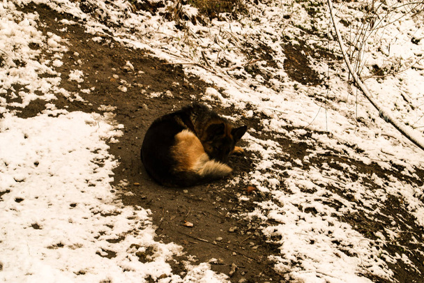 Homeless shepherd dog sleeping cuddling - Zdjęcie, obraz