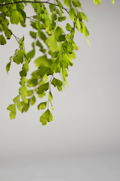 Een plant met groene, kleine bladeren op een witte achtergrond. Vertakte bloem met dunne twijgen. Dunne twijgjes ophangen, lenteplant. Straat, groenblijvende bloem. Flora. - Foto, afbeelding