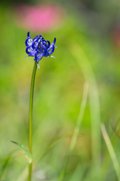 Круглоголовый альпийский цветок
 - Фото, изображение
