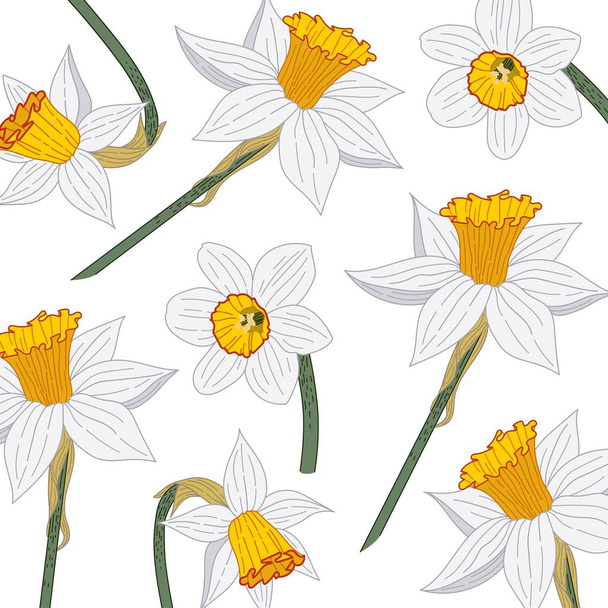 Narcissus. Close-up. Texture. Spring flowers. On a white background daffodil flowers. Decor element. Vector illustration. - Vector, imagen