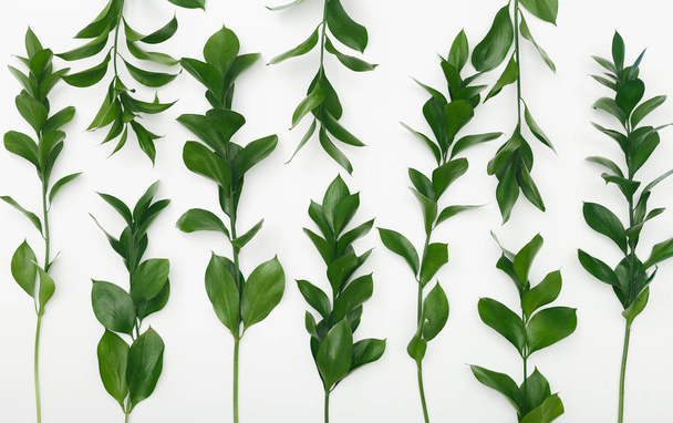 Зелені гілки рослин ізольовані на білому тлі
 - Фото, зображення
