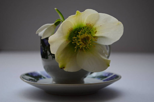 macro closeup of white flower and bud with green leaves of Helleborus niger, called Christmas rose - Foto, imagen
