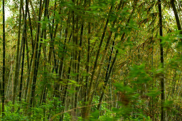 Cultivo forestal de bambú, Nusa Tenggara, Indonesia
 - Foto, Imagen