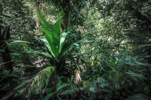 Tropical rain forest. Jungle old green tree in Costa Rica - Photo, image