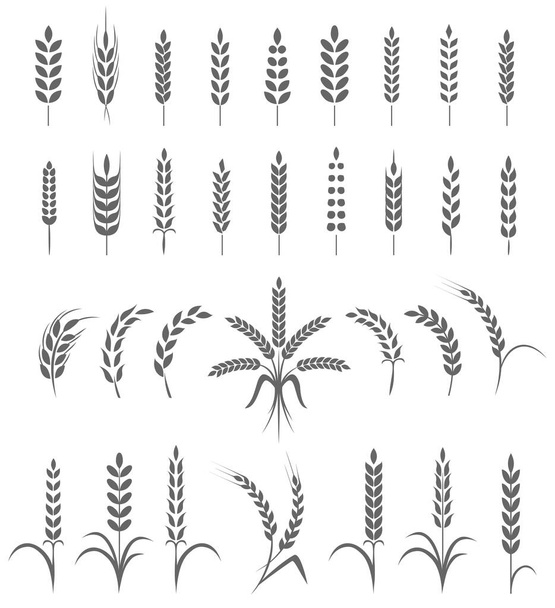 Weizenähren oder Reissymbole gesetzt. Landwirtschaftliche Symbole isoliert auf weißem Hintergrund. Gestaltungselemente für Brotverpackungen oder Bieretiketten. Vektorillustration. - Vektor, Bild