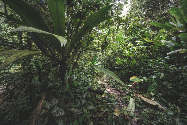 Tropical rain forest. Jungle old green tree in Costa Rica - Photo, Image