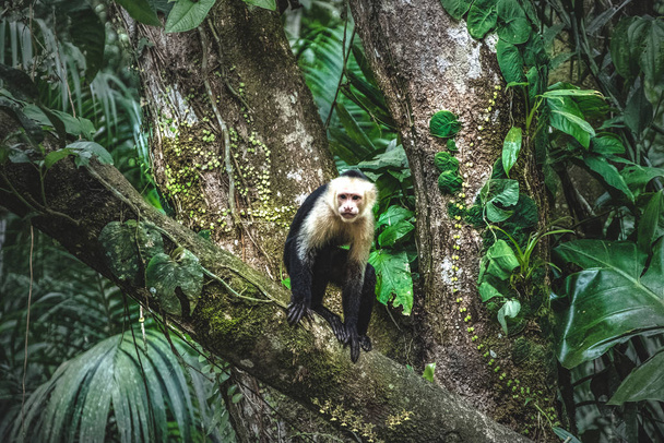 Singe capucin face blanche à la jungle Costa Rica
 - Photo, image