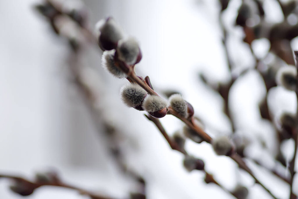 A close-up of a willow blossom, Easter or Spring background . Spring buds on the willow tree. - Photo, Image
