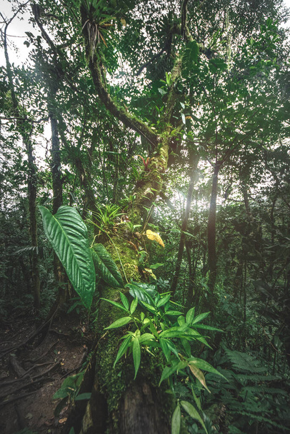 Zöld dzsungel erdő egy ködös reggel, Costa Rica zöld természet. - Fotó, kép