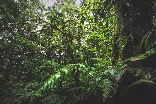 コスタリカの霧深い朝の緑のジャングルの森｜緑の自然. - 写真・画像