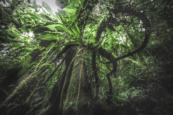 Πράσινο δάσος ζούγκλα σε ένα ομιχλώδες πρωινό, Κόστα Ρίκα πράσινη φύση. - Φωτογραφία, εικόνα