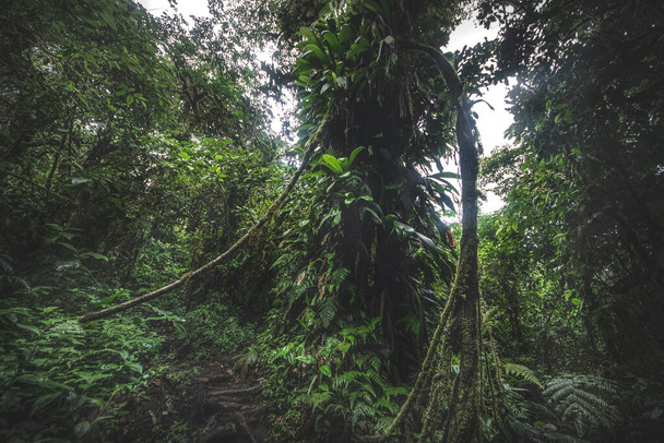 Forêt verte de jungle dans une matinée brumeuse, Costa Rica nature verte
. - Photo, image
