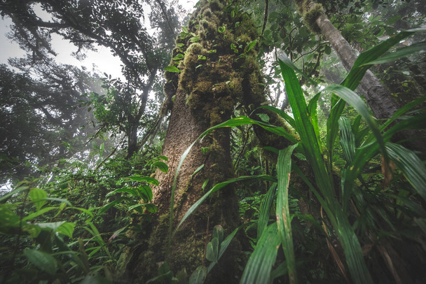 Alberi della foresta della giungla. natura verde sfondi legno
 - Foto, immagini