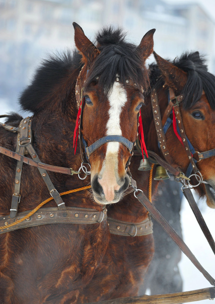 Dva hnědé koně v týmu - Fotografie, Obrázek