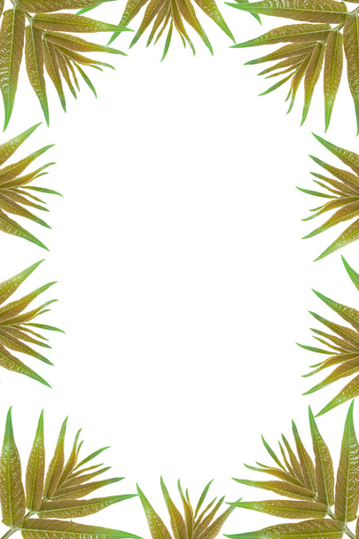 Green leaves frame with white background - Foto, Imagem
