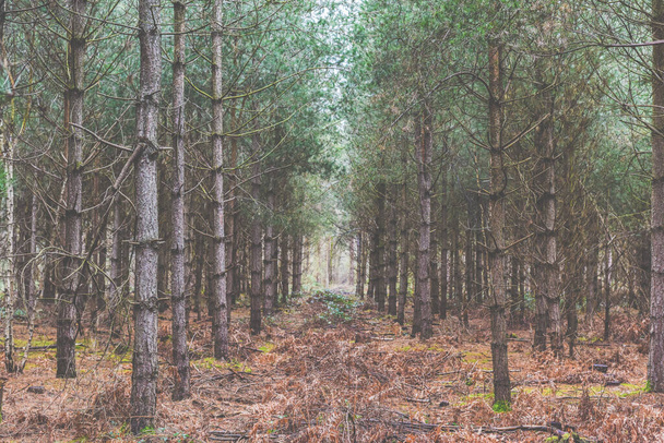 Forest trees landscape in a coniferous woodland scene with tall trees and no people - Photo, Image