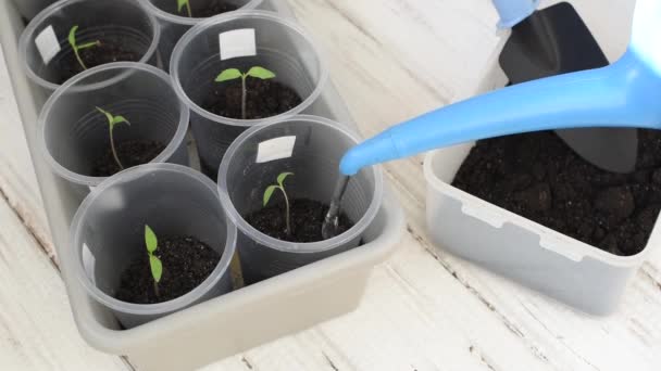 Riego de plántulas de tomate en vasos de plástico. Preparación de primavera para plantar verduras
 - Imágenes, Vídeo