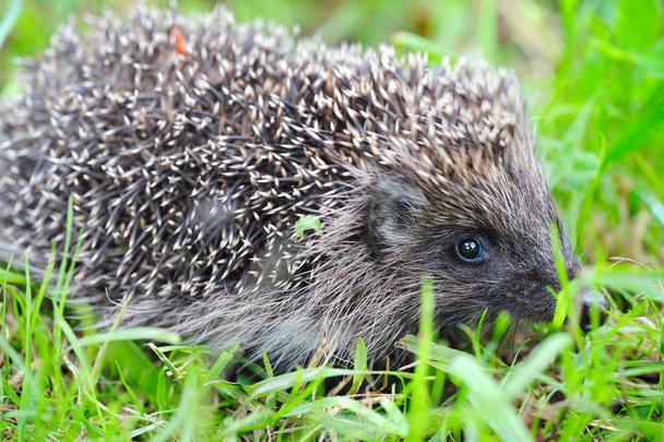 Hedgehog europeu ocidental (Erinaceus) em uma grama
 - Foto, Imagem