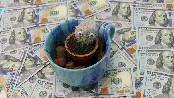 Een decoratieve beker met een cactus omringd door geld. - Foto, afbeelding