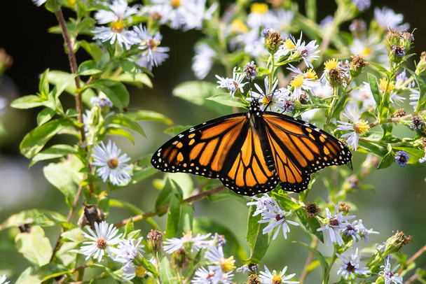Motýl monarcha srkající Nectar z ubytovacího květu - Fotografie, Obrázek