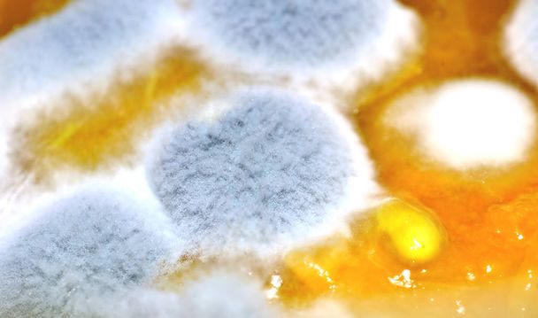 Detailní záběr plesnivé houby na jídle. Chlupaté spóry jako textura. Plesnivé, zkažené jídlo. - Fotografie, Obrázek