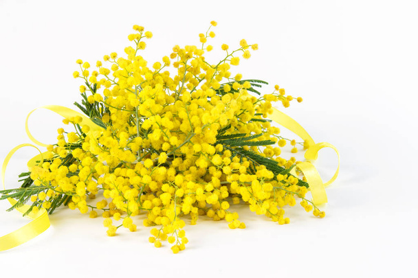 Beau bouquet frais de mimosa tendre moelleux avec ruban jaune sur le fond blanc isolé gros plan. Beau bouquet pour la fête des mères et la Saint-Valentin
.  - Photo, image