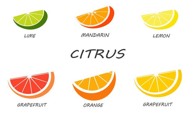 Citrus set isolated on white background. Fresh and juicy slices of citruses. Illustration fruit with flat design. - Вектор, зображення