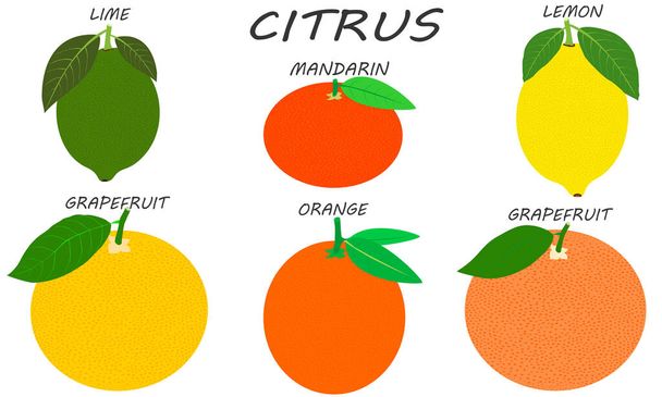 Citrus set isolated on white background. Fresh and juicy whole citruses. Illustration fruit with flat design. - Vetor, Imagem