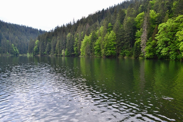 panorámás kilátás nyílik a tóra és a környező erdőkre, Szinnevir-tó, Ukrajna - Fotó, kép