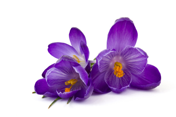 crocus - yksi ensimmäisistä kevään kukkia valkoisella taustalla - Valokuva, kuva