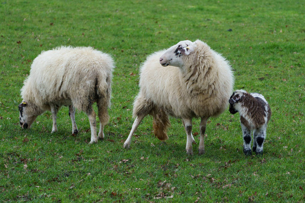 sheeps and lambs in the german muensterland - Photo, Image