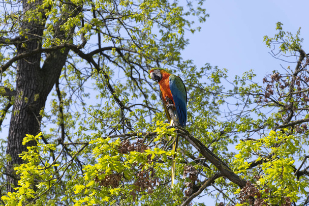 Perroquet aras multicolore au sommet d'un arbre
 - Photo, image