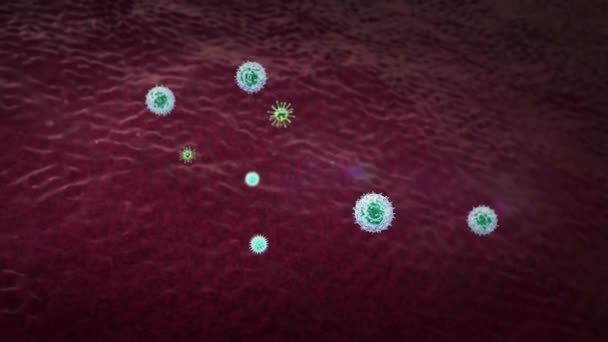phagocyta megöli a koronavírusok, belül az emberi szervezetben, orvosi 3D grafika, lymphocyta, lymphocyták, lymphocyta termel antitestek, lymphocyták ellen vírusok - Felvétel, videó