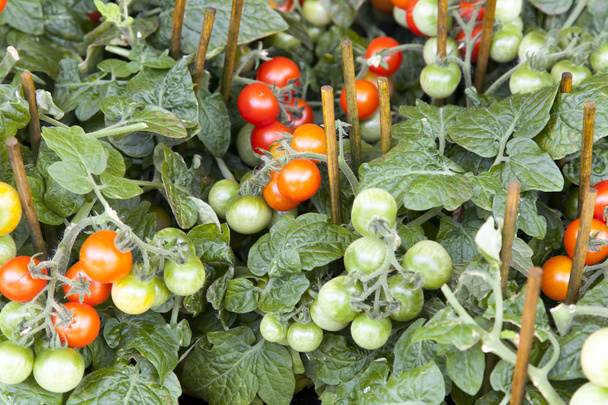 Cherry tomatoes on the bush in the greenhouse - Foto, Imagen