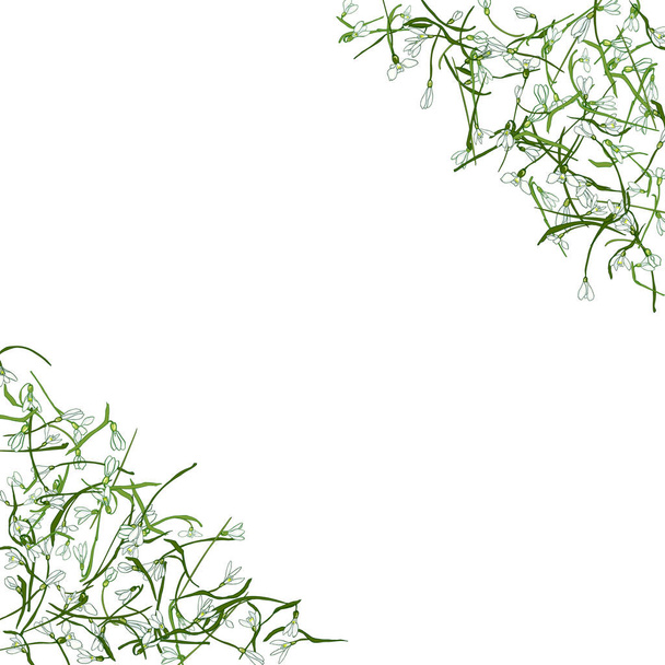 Gyönyörű keret kézzel rajzolt hóvirág, zöld levelek fehér. Tavaszi virágok hóvirág tökéletes borító, textil, szövet, tapéta, csomagolás, kártya, web design. Vektor - Vektor, kép