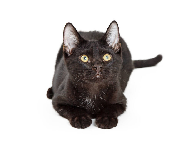 Симпатичный молодой черный котенок лежит на белом фоне и смотрит вверх
 - Фото, изображение