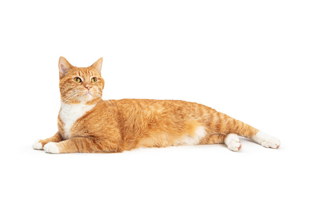Lindo gato joven naranja tabby acostado a un lado en la cabeza de elevación blanca para mirar hacia arriba
 - Foto, imagen