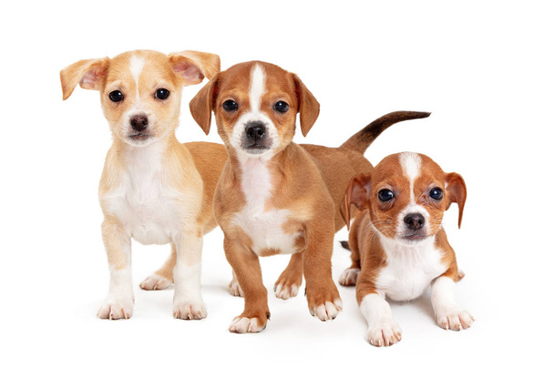 Três jovens cachorros de raça pequena mista bonito juntos no branco olhando para a frente no fundo branco
 - Foto, Imagem