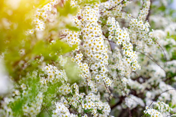 春に、庭に緑の葉を持つ美しい白い開花低木Vanhoutte SpireaまたはBridal Wreat(Speliea Vanhouttei)花. - 写真・画像