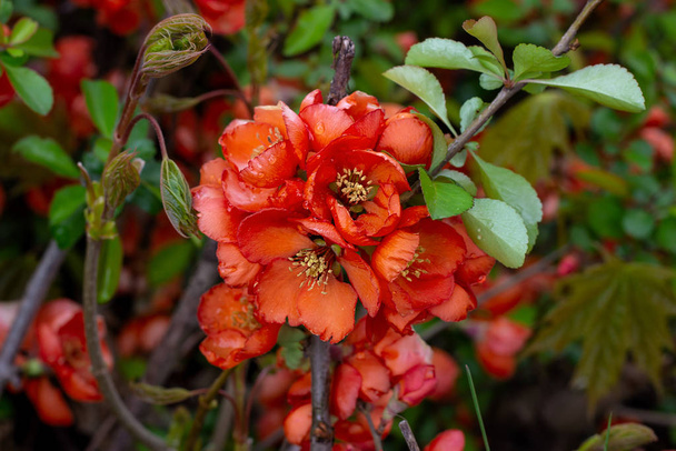 Bright red and pink chinese Chaemnomeles superba quince flowers blossom in spring in the garden with green leaves background. - Photo, Image