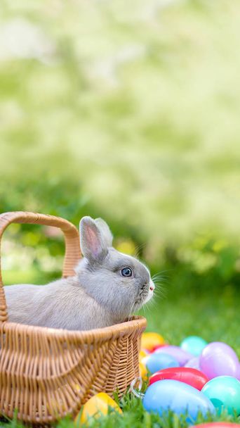 Пасхальный кролик на весенней зеленой траве. Милый кролик. Охота за пасхальными яйцами с кроликом. баннер. Поздравительная поздравительная открытка с копирайтом по вертикали 9x16. Солнечные лучи
 - Фото, изображение