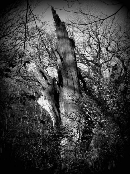 Zniszczone drzewa stoją w starym parku. Huragan rozbił drzewo na pół. Demoniczne, mistyczne, dziwne i przerażające miejsce, Holga Lomography - Zdjęcie, obraz