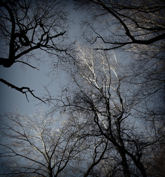 widok z wierzchołków drzew bukowych i dębowych w pierwotnym lesie Sababurg, Lomografia, Holga - Zdjęcie, obraz
