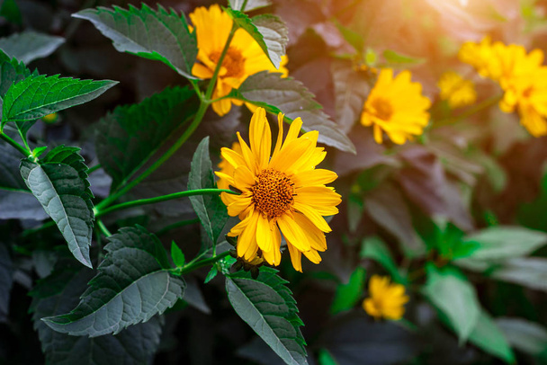 Heliopsis (False Sunflower) kukka kukkii vihreät lehdet puutarhassa keväällä ja kesällä - Valokuva, kuva