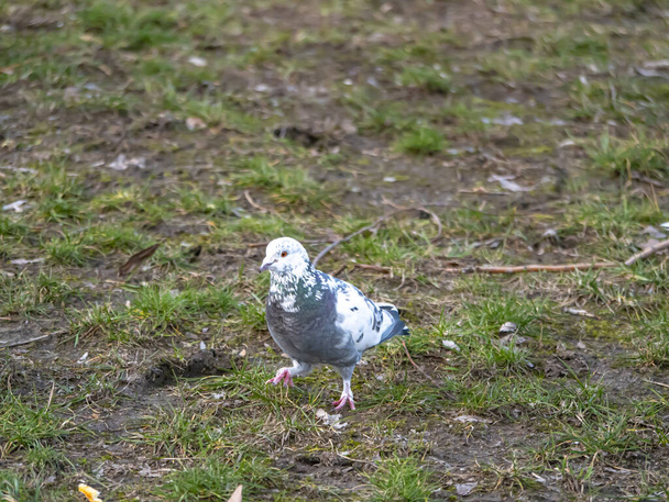 White dove bird walking on the ground. Wildlife. Animal world. Background image. Zoology. - Photo, Image