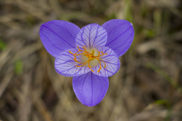 Purple colchicum flower for postcards, greeting cards, looking like biohazard sign - Foto, Bild